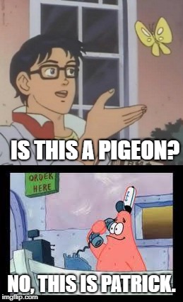 IS THIS A PIGEON? NO, THIS IS PATRICK. | image tagged in is this a pigeon,no this is patrick | made w/ Imgflip meme maker