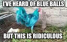 Blue Coc....huh...Rooster  | I’VE HEARD OF BLUE BALLS; BUT THIS IS RIDICULOUS | image tagged in memes,blue lives matter,anti joke chicken,blue balls | made w/ Imgflip meme maker
