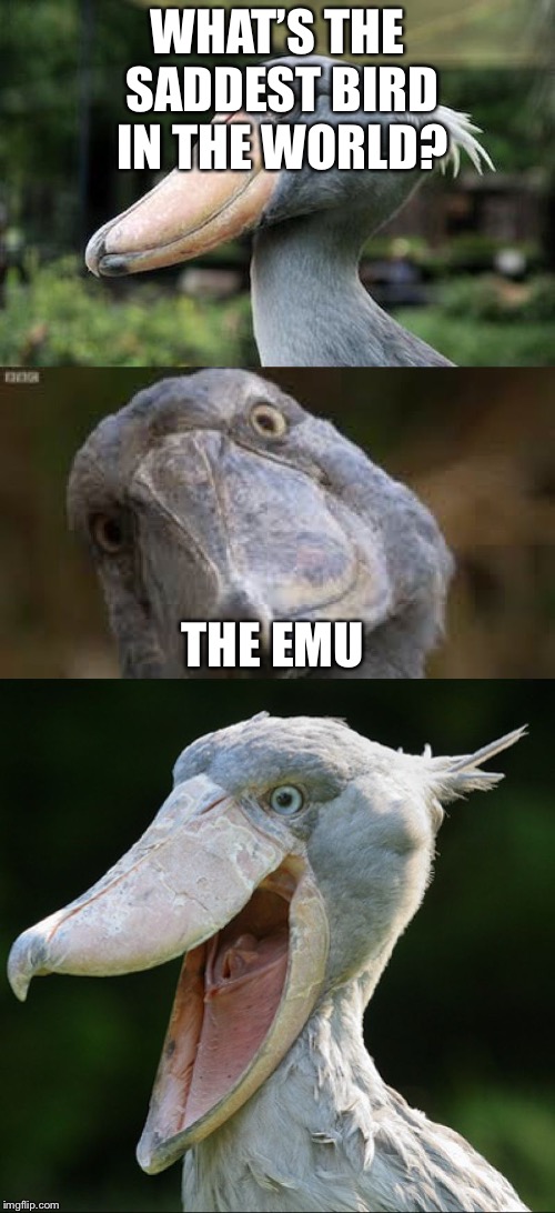 Bad Joke Bird 3 | WHAT’S THE SADDEST BIRD IN THE WORLD? THE EMU | image tagged in bad joke bird 3 | made w/ Imgflip meme maker