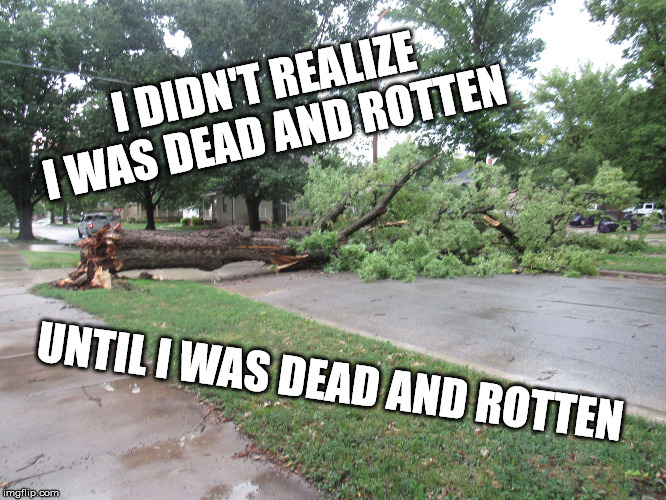 Fallen Tree | I DIDN'T REALIZE I WAS DEAD AND ROTTEN UNTIL I WAS DEAD AND ROTTEN | image tagged in fallen tree | made w/ Imgflip meme maker