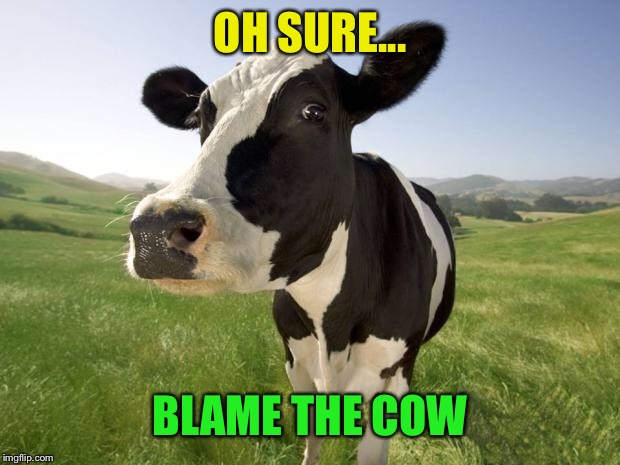 cow | OH SURE... BLAME THE COW | image tagged in cow | made w/ Imgflip meme maker