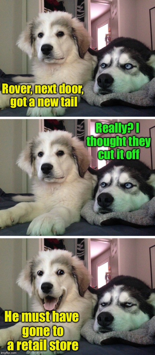 Bad pun dogs | Rover, next door, got a new tail; Really? I thought they cut it off; He must have gone to a retail store | image tagged in bad pun dogs,memes,dogs,dog,retail | made w/ Imgflip meme maker