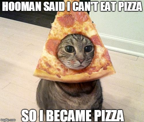 yOU OUTSMARTED ME NOOO- | HOOMAN SAID I CAN'T EAT PIZZA; SO I BECAME PIZZA | image tagged in pizza cat | made w/ Imgflip meme maker