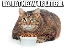 NO. NOT NEOW OR LATERR. | image tagged in fat cat | made w/ Imgflip meme maker