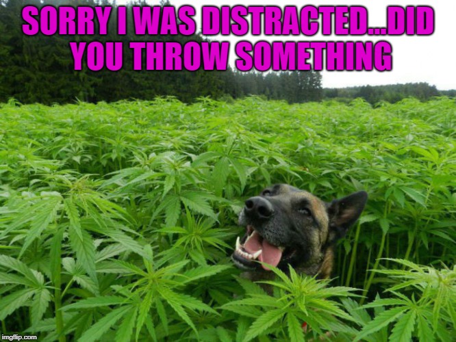 SORRY I WAS DISTRACTED...DID YOU THROW SOMETHING | made w/ Imgflip meme maker