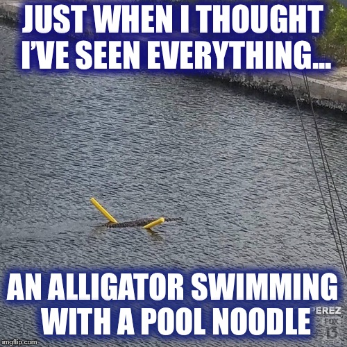 Just an average day in Florida... | JUST WHEN I THOUGHT I’VE SEEN EVERYTHING... AN ALLIGATOR SWIMMING WITH A POOL NOODLE | image tagged in alligator,swimming,pool noodle | made w/ Imgflip meme maker