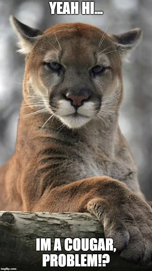 cougar | YEAH HI... IM A COUGAR, PROBLEM!? | image tagged in cougar | made w/ Imgflip meme maker
