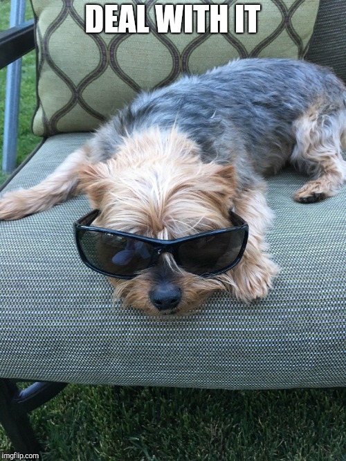 Deal with it dog | DEAL WITH IT | image tagged in deal with it dog | made w/ Imgflip meme maker