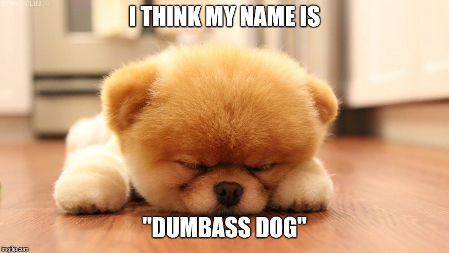 Sleeping dog | I THINK MY NAME IS "DUMBASS DOG" | image tagged in sleeping dog | made w/ Imgflip meme maker