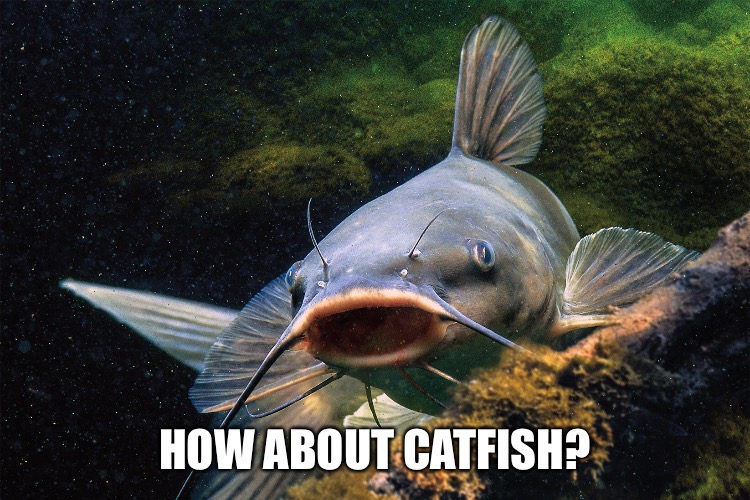HOW ABOUT CATFISH? | made w/ Imgflip meme maker