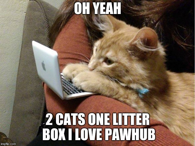 pawhub user | OH YEAH; 2 CATS ONE LITTER BOX I LOVE PAWHUB | image tagged in pawhub user | made w/ Imgflip meme maker