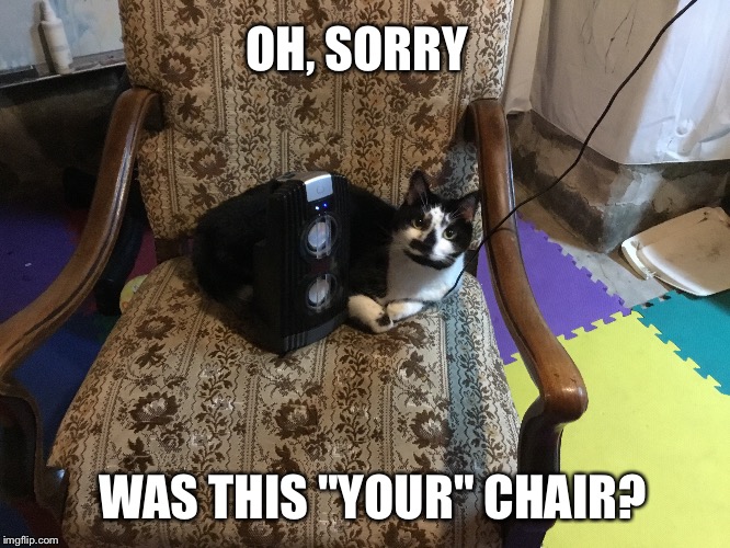 Territorial cat in your chair meme - Imgflip