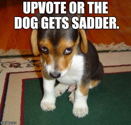 Do it for the dog. | UPVOTE OR THE DOG GETS SADDER. | image tagged in sad puppy,memes,upvote,animals,dogs,sad | made w/ Imgflip meme maker