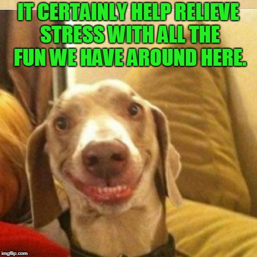 dog | IT CERTAINLY HELP RELIEVE STRESS WITH ALL THE FUN WE HAVE AROUND HERE. | image tagged in dog | made w/ Imgflip meme maker