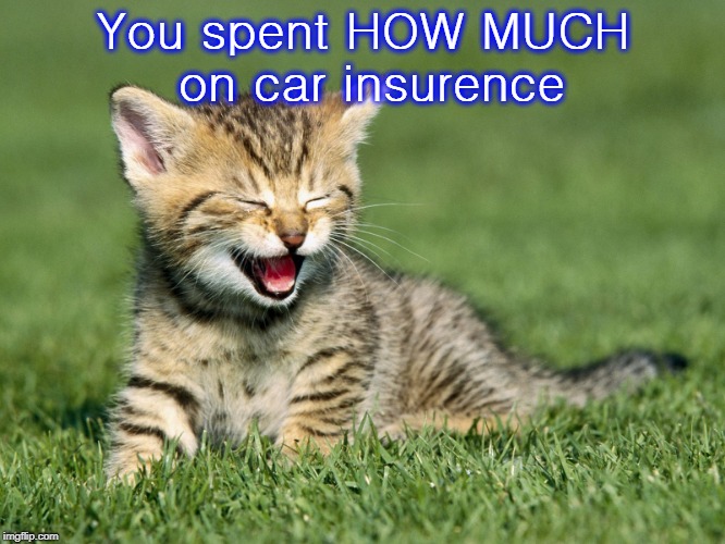 You spent HOW MUCH on car insurence | image tagged in cute cat,kitten,car insurance | made w/ Imgflip meme maker
