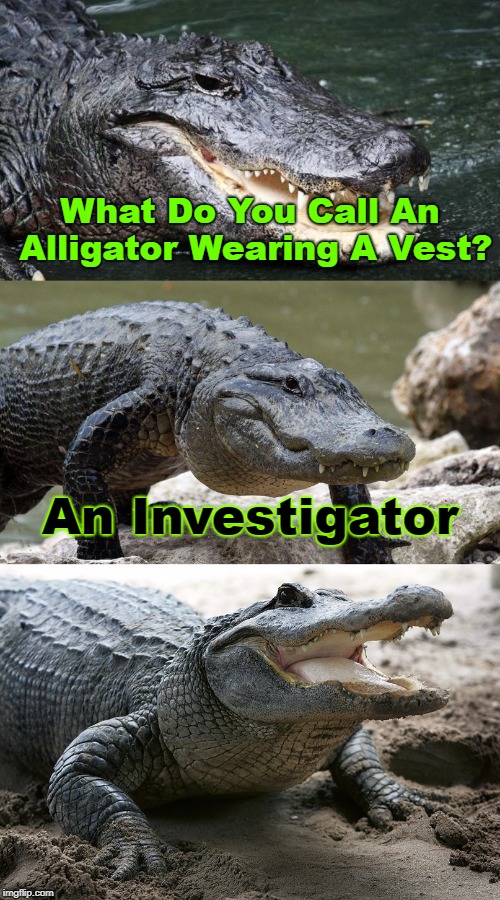 Gator the investigator  | What Do You Call An Alligator Wearing A Vest? An Investigator | image tagged in bad pun alligator,memes,alligator,jokes | made w/ Imgflip meme maker