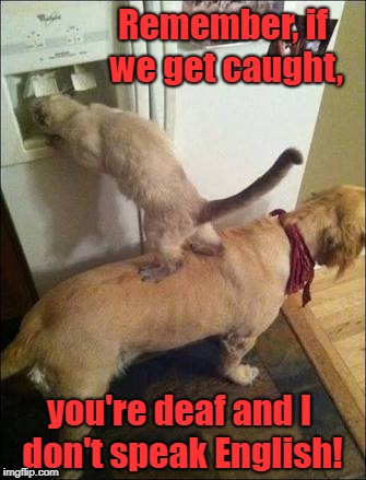 Smart animals | Remember, if we get caught, you're deaf and I don't speak English! | image tagged in smart animals | made w/ Imgflip meme maker