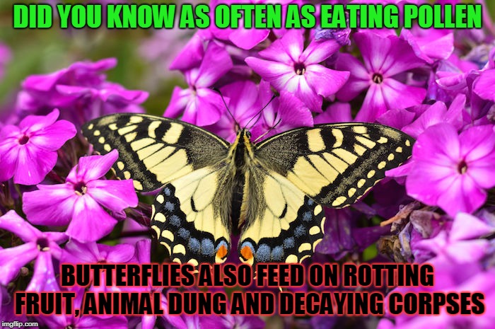 Butterfly of Death | DID YOU KNOW AS OFTEN AS EATING POLLEN; BUTTERFLIES ALSO FEED ON ROTTING FRUIT, ANIMAL DUNG AND DECAYING CORPSES | image tagged in butterfly | made w/ Imgflip meme maker