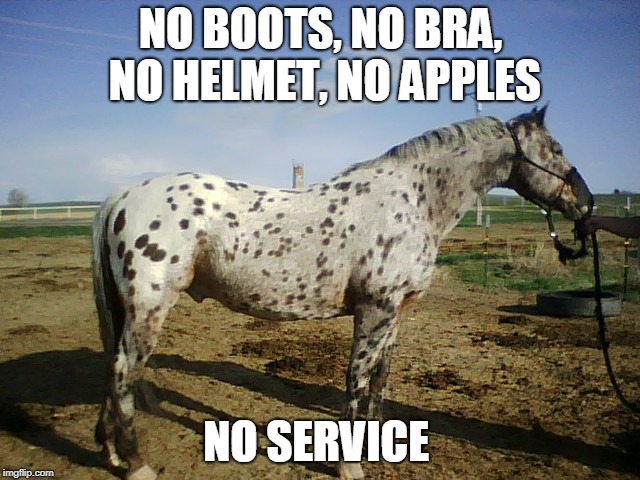 I went to the barn this morning & my horse had put up this sign...... | NO BOOTS, NO BRA, NO HELMET, NO APPLES; NO SERVICE | image tagged in animals | made w/ Imgflip meme maker