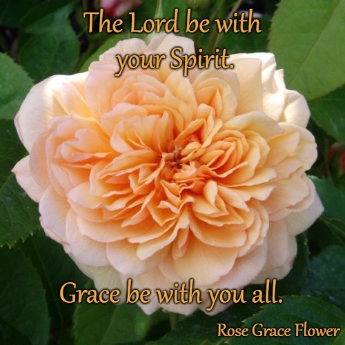 2 Timothy 4:22 The Lord Be With Your Spirit Grace Be With You All | The Lord be with your Spirit. Grace be with you all. Rose Grace Flower | image tagged in bible,holy bible,holy spirit,bible verse,verse,god | made w/ Imgflip meme maker