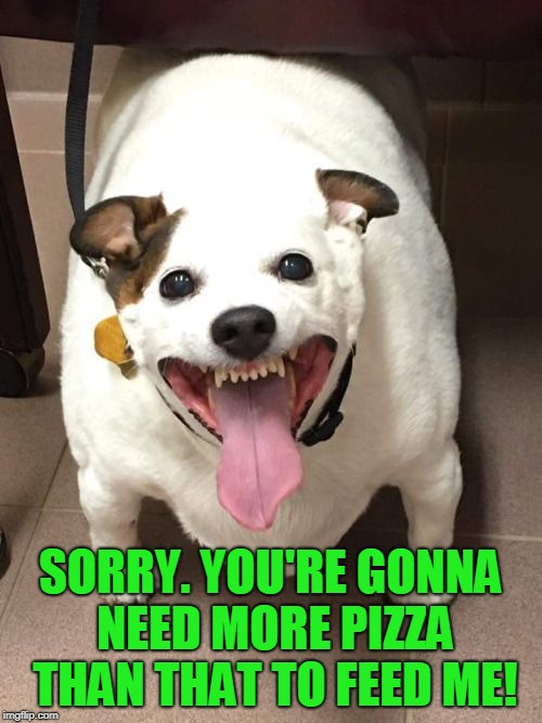 fat dog | SORRY. YOU'RE GONNA NEED MORE PIZZA THAN THAT TO FEED ME! | image tagged in fat dog | made w/ Imgflip meme maker