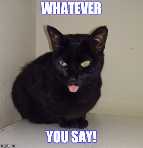 WHATEVER; YOU SAY! | image tagged in crazy cat whatever | made w/ Imgflip meme maker