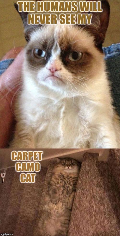 Cat trap. | THE HUMANS WILL NEVER SEE MY; CARPET CAMO CAT | image tagged in grumpy cat,camo,memes,funny | made w/ Imgflip meme maker