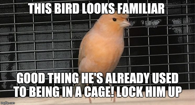 Trump train crash | THIS BIRD LOOKS FAMILIAR; GOOD THING HE'S ALREADY USED TO BEING IN A CAGE! LOCK HIM UP | image tagged in trump impeachment | made w/ Imgflip meme maker