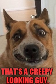 Dog Cringe | THAT'S A CREEPY LOOKING GUY. | image tagged in dog cringe | made w/ Imgflip meme maker