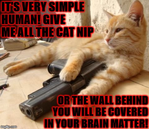 IT'S VERY SIMPLE HUMAN! GIVE ME ALL THE CAT NIP; OR THE WALL BEHIND YOU WILL BE COVERED IN YOUR BRAIN MATTER! | image tagged in cat nip or die | made w/ Imgflip meme maker