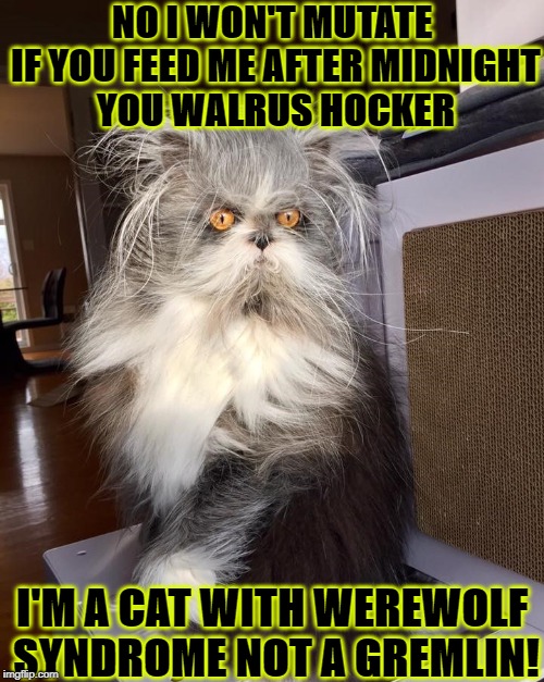 NO I WON'T MUTATE IF YOU FEED ME AFTER MIDNIGHT YOU WALRUS HOCKER; I'M A CAT WITH WEREWOLF SYNDROME NOT A GREMLIN! | image tagged in gremlin | made w/ Imgflip meme maker