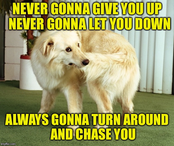 dog: tail-chasing | NEVER GONNA GIVE YOU UP 
NEVER GONNA LET YOU DOWN ALWAYS GONNA TURN AROUND     AND CHASE YOU | image tagged in dog tail-chasing | made w/ Imgflip meme maker