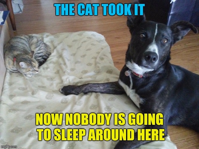 cat in dog bed | THE CAT TOOK IT NOW NOBODY IS GOING TO SLEEP AROUND HERE | image tagged in cat in dog bed | made w/ Imgflip meme maker