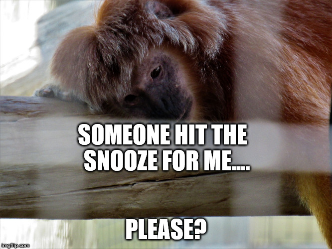 Snooze monkey | SOMEONE HIT THE  SNOOZE FOR ME.... PLEASE? | image tagged in snooze monkey | made w/ Imgflip meme maker