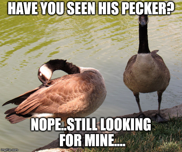 two geese | HAVE YOU SEEN HIS PECKER? NOPE..STILL LOOKING FOR MINE.... | image tagged in two geese | made w/ Imgflip meme maker