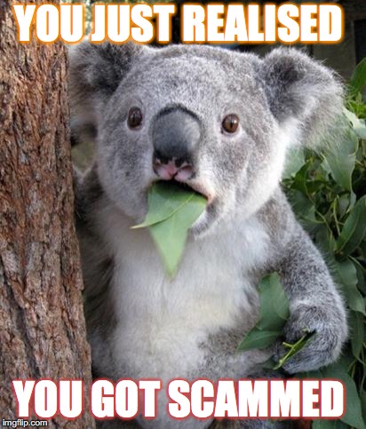 WTF Koala |  YOU JUST REALISED; YOU GOT SCAMMED | image tagged in wtf koala | made w/ Imgflip meme maker