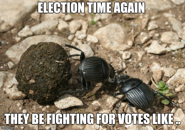 The next election  | ELECTION TIME AGAIN; THEY BE FIGHTING FOR VOTES LIKE .. | image tagged in the next election | made w/ Imgflip meme maker