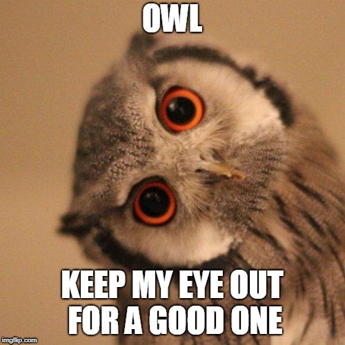 inquisitve owl | OWL KEEP MY EYE OUT FOR A GOOD ONE | image tagged in inquisitve owl | made w/ Imgflip meme maker