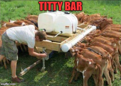 farm life | TITTY BAR | image tagged in calfs,farm,joke | made w/ Imgflip meme maker
