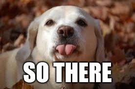 Dog Sticking Tongue Out | SO THERE | image tagged in dog sticking tongue out | made w/ Imgflip meme maker