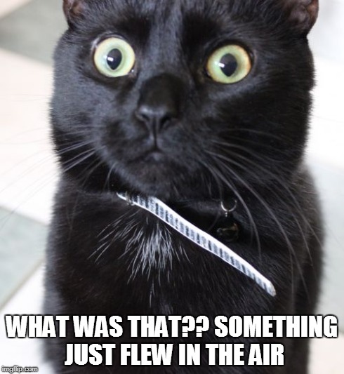 Surprised cat...... | image tagged in funny,memes | made w/ Imgflip meme maker