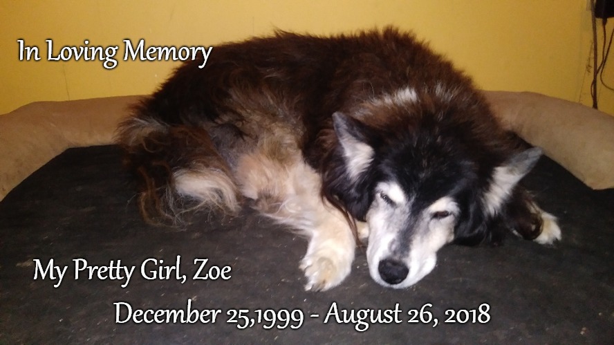 My Pretty Girl Zoe 18 Years Old  Both of My Babies Died the Same Weekend | In Loving Memory; My Pretty Girl, Zoe; December 25,1999 - August 26, 2018 | image tagged in dogs,cute dogs,dogs and humans,god,'funny dogs | made w/ Imgflip meme maker