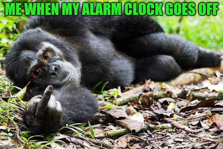 I hate Mondays | ME WHEN MY ALARM CLOCK GOES OFF | image tagged in hate mondays | made w/ Imgflip meme maker