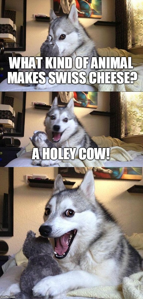 Bad Pun Dog Meme | WHAT KIND OF ANIMAL MAKES SWISS CHEESE? A HOLEY COW! | image tagged in memes,bad pun dog | made w/ Imgflip meme maker