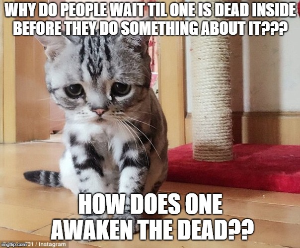 Saddest Cat | WHY DO PEOPLE WAIT TIL ONE IS DEAD INSIDE BEFORE THEY DO SOMETHING ABOUT IT??? HOW DOES ONE AWAKEN THE DEAD?? | image tagged in saddest cat | made w/ Imgflip meme maker