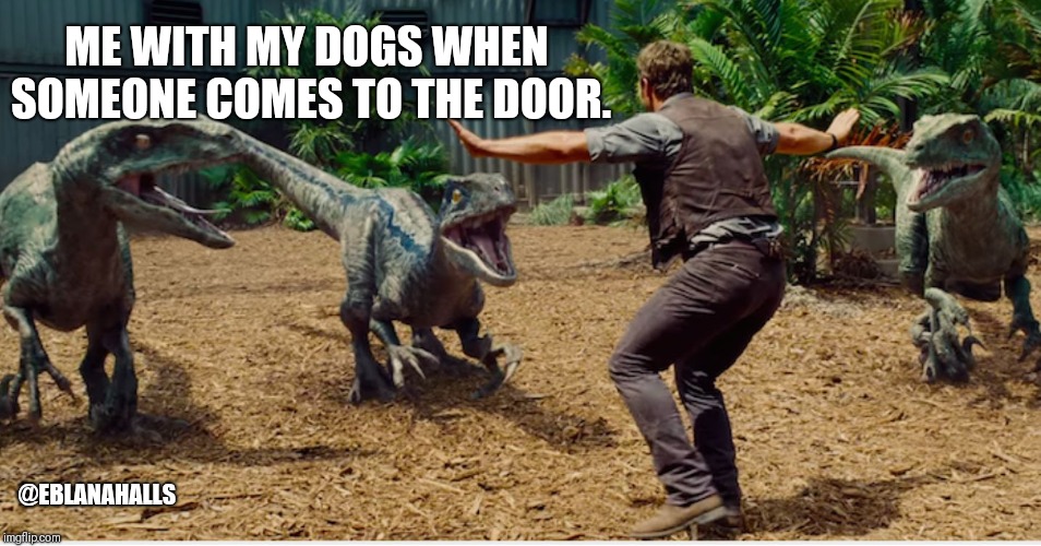 Me with my dogs when someone comes to the door | ME WITH MY DOGS WHEN SOMEONE COMES TO THE DOOR. @EBLANAHALLS | image tagged in me with my dogs when someone comes to the door | made w/ Imgflip meme maker