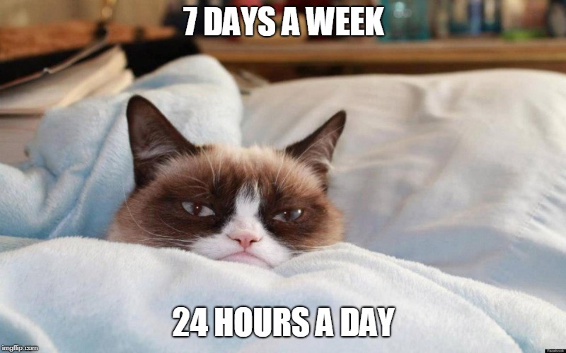 grumpy cat bed | 7 DAYS A WEEK 24 HOURS A DAY | image tagged in grumpy cat bed | made w/ Imgflip meme maker