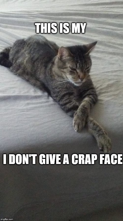 THIS IS MY; I DON'T GIVE A CRAP FACE | image tagged in cat | made w/ Imgflip meme maker