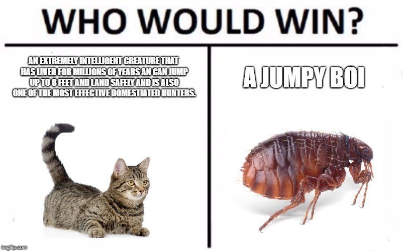 Who would win cat meme | AN EXTREMELY INTELLIGENT CREATURE THAT HAS LIVED FOR MILLIONS OF YEARS AN CAN JUMP UP TO 8 FEET AND LAND SAFELY AND IS ALSO ONE OF THE MOST EFFECTIVE DOMESTIATED HUNTERS. A JUMPY BOI | image tagged in memes,who would win,cats,funny cats | made w/ Imgflip meme maker