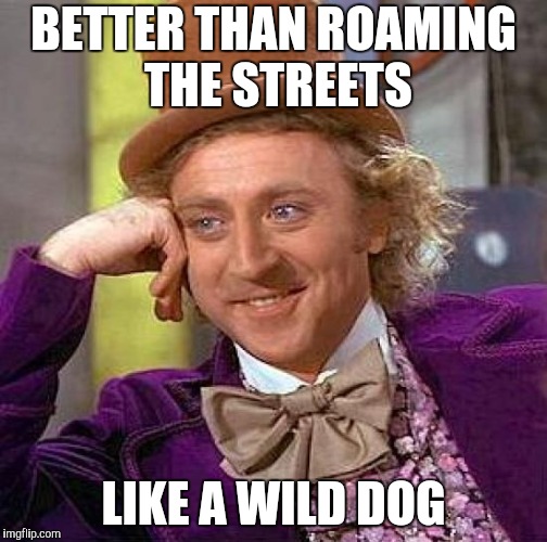 Creepy Condescending Wonka Meme | BETTER THAN ROAMING THE STREETS LIKE A WILD DOG | image tagged in memes,creepy condescending wonka | made w/ Imgflip meme maker